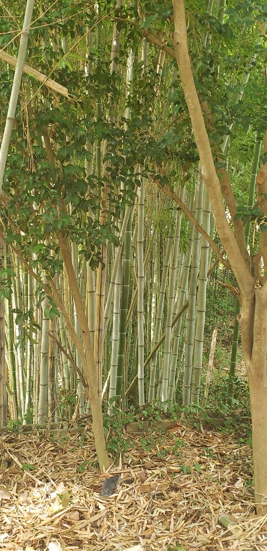 Bamboozled | Linda Lou's Life
