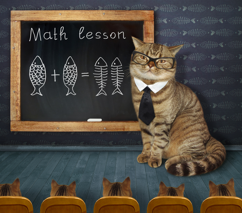 Cat Math | Linda Lou's Life